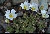 <em>Cerastium latifolium</em>